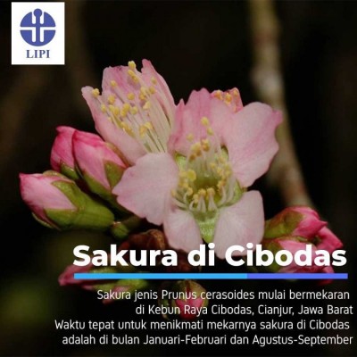 Sakura di Cibodas - 20190210